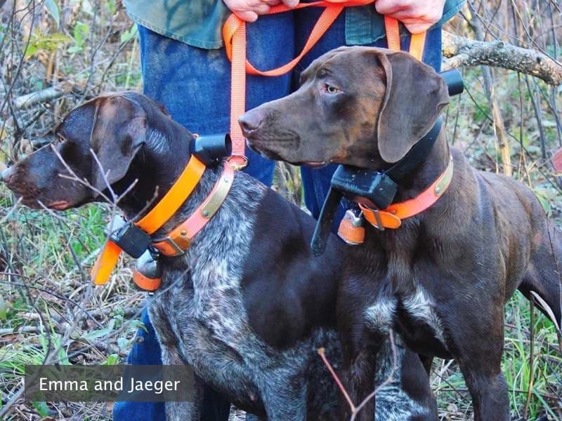 Photo Gallery Gun Dog Kennels